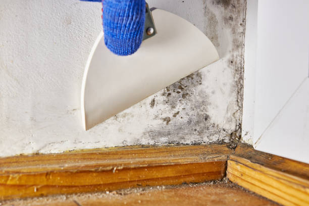 Best Mold Prevention Services  in Eggertsville, NY